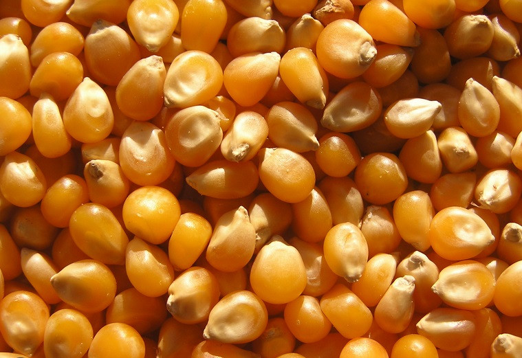 Golden corn kernels