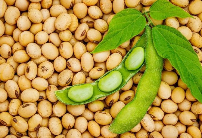 Soybeans with green pods